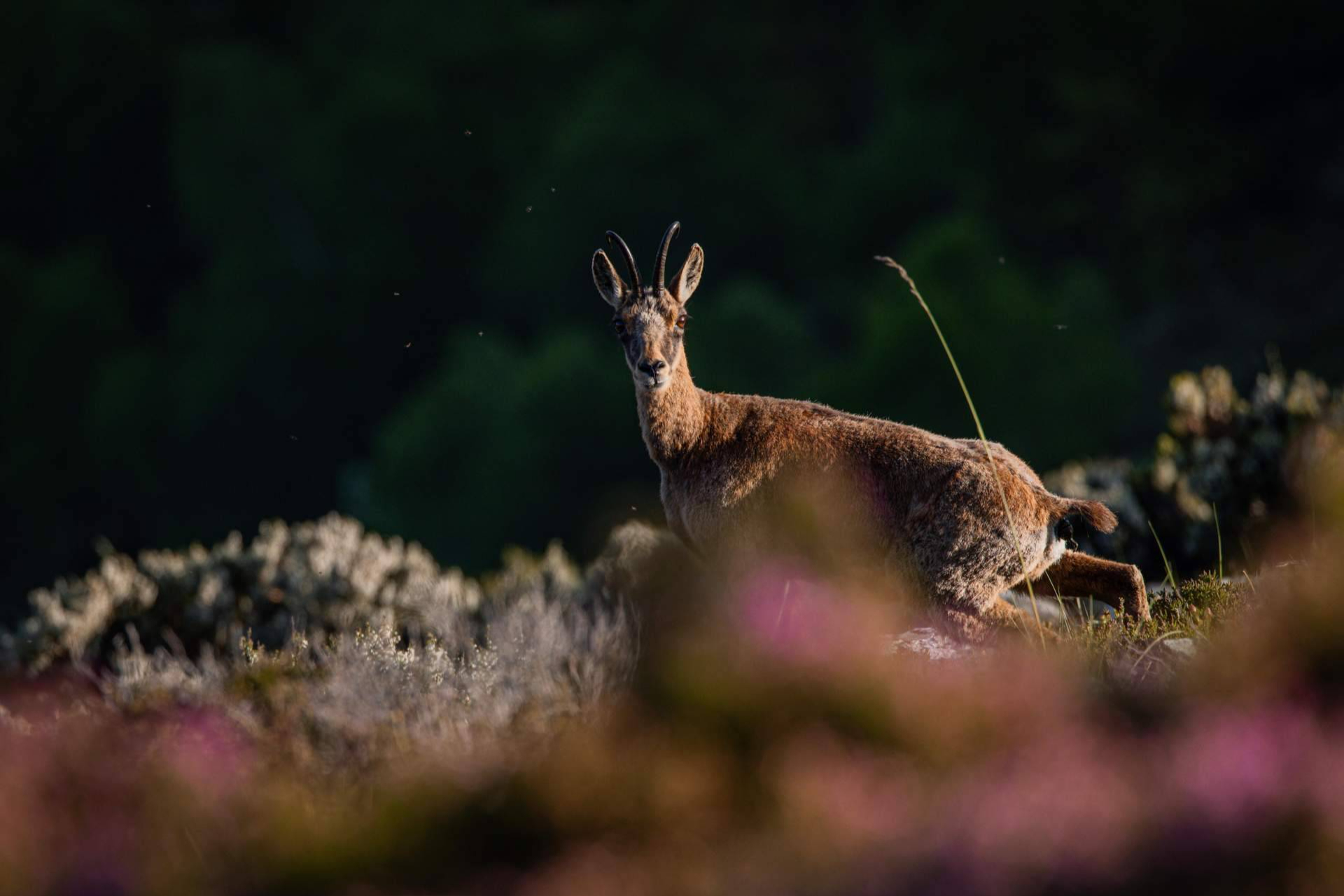 Spanish Wildlife Tourism Company Guarantees 95% Success Rate for Rare Animal Sightings